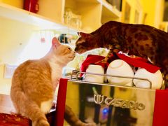 -猫色咖啡·猫咖
