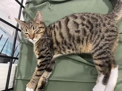 -瑞派康怡24h宠物医院·犬猫医疗中心·微创绝育(瑞景分院)
