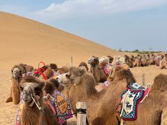 -银肯塔拉沙漠生态旅游景区