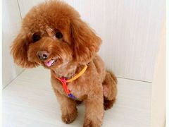 -A猫a狗全科·犬猫异宠·芥西宠物医院(南开总院)