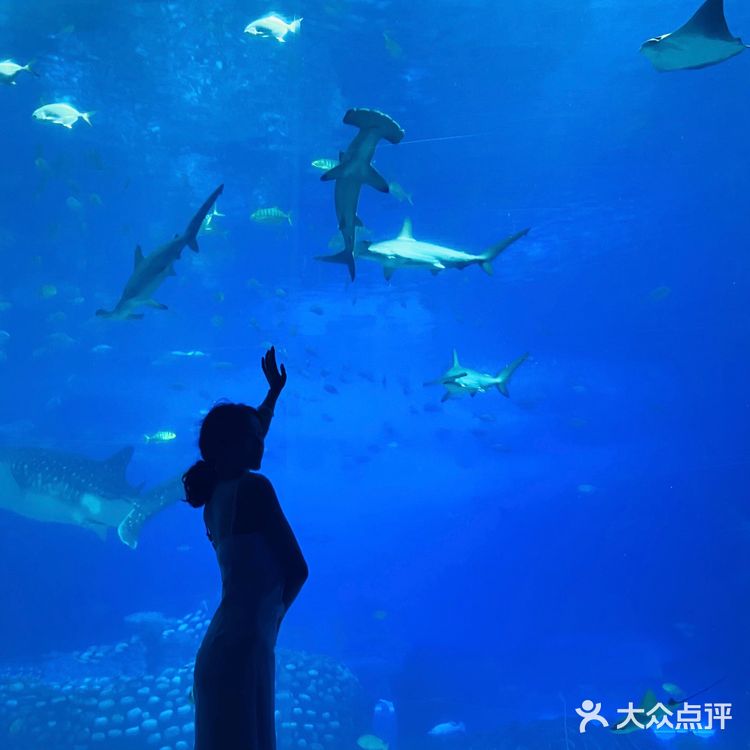 珠海长隆海洋王国 | 鲸鲨馆💯拍照攻略