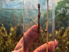 -上海大自然野生昆虫馆(东方明珠·爬宠昆虫探索中心)