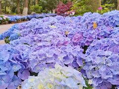 -上海鲜花港