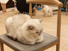 -Let's go狗咖·猫咖·奶狗·桌游(春熙路IFS店)