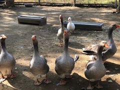 -大连铭湖国际观光牧场
