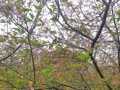 -天适樱花悠乐园