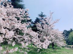 -上海共青森林公园