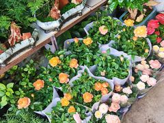 -金陵花卉交易市场