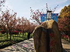-高东镇樱花园