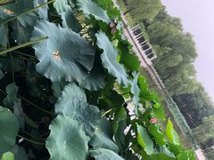 -丰台花园