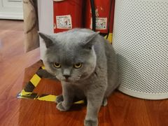 -猫小院猫主题咖啡厅(北锣店)