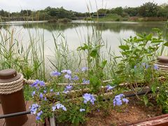 -福田红树林生态公园