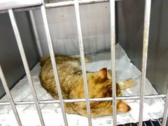 -派特宠物医院(圆融广场店)