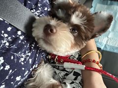 -瑞派申生动物医院·24H夜诊·国际动物医疗中心·骨外科(吴中路店)