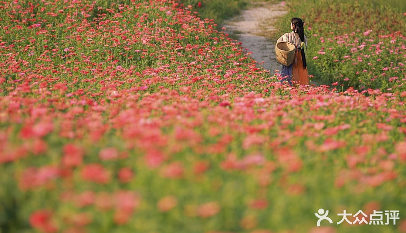 江浙沪的小京都｜无锡灵山小镇拈花湾梵天花海拍照功略