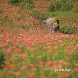 江浙沪的小京都｜无锡灵山小镇拈花湾梵天花海拍照功略