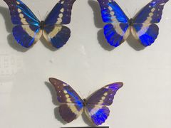 -上海昆虫博物馆