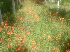 -永定河休闲森林公园