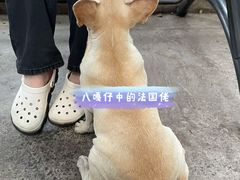 -柴犬高等学院·狗咖·柴犬售卖·宠物训练