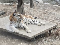 -大连森林动物园