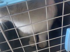 -瑞鹏瑞爱宠物医院·全科·猫科·血液透析中心(龙头寺店)