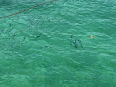 -东姑阿都拉曼海洋公园