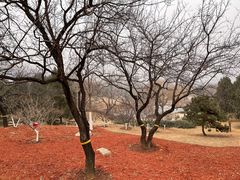 -北京西山国家森林公园