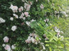 -白鹭湾湿地公园