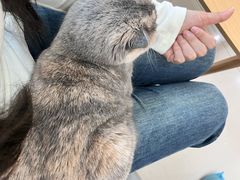-鼓捣猫呢主题猫咖店