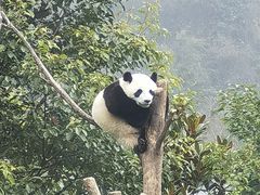 -卧龙中华大熊猫苑神树坪基地