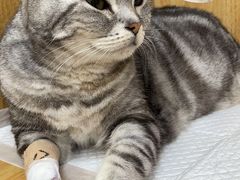 -美联众合动物医院·24h京西诊疗中心