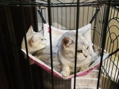 -津菜宋记老房子(鼓楼店)