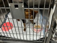 -爱侣宠医·鹦鹉专科·小型哺乳类·异宠专科(灵石路店)