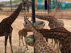 -鄂尔多斯野生动物园