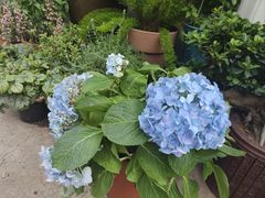 -金陵花卉交易市场