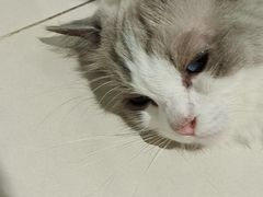 -怪兽屋·羊驼·猫咖·狗咖(俊华广场店)