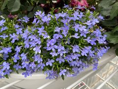 -深圳国际园林花卉博览园