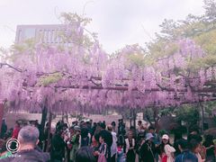 -嘉定紫藤园
