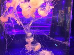 -南昌海洋公园