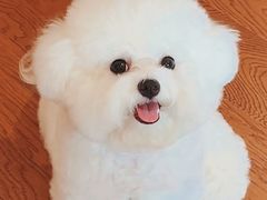 -翊宠yipet猫狗购宠庄园犬舍•猫舍