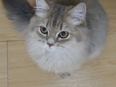 -博特宠物医院24h犬猫全科.骨科·异宠