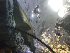 -悉尼海洋生物水族馆