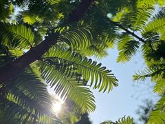 -白水寺森林公园