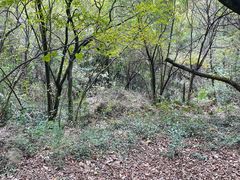 -上海佘山国家森林公园天马山园