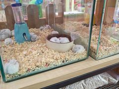 -宠物兔专门店(天丰利市场店)