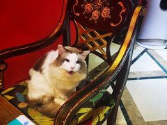 -猫色咖啡·猫咖