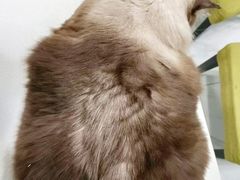-艾吉宠物医院·疑难杂症转诊中心·猫友好(碧江路院)