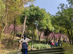 -铁山坪森林公园