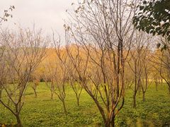 -同里国家湿地公园