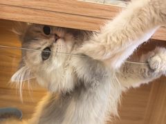 -猫十亿·布偶金渐层·曼基康矮脚猫舍(青年路店)